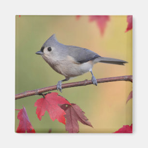 Íman Titmice adornados