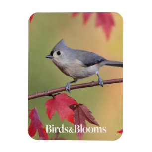 Íman Titmice adornados