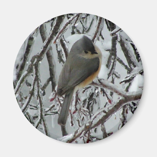 Íman Titmouse tufado (Frente)