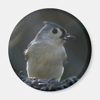 Íman Titmouse tufado