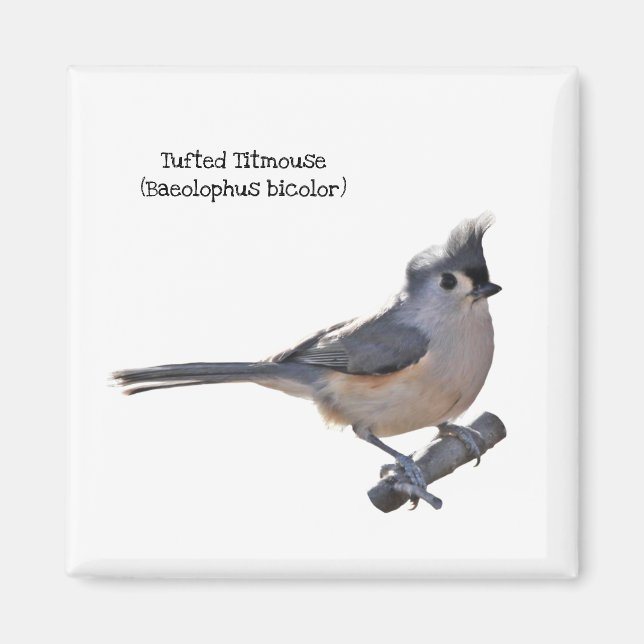 Íman Titmouse tufado (Frente)