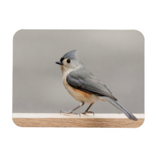 Íman Titmouse tufado