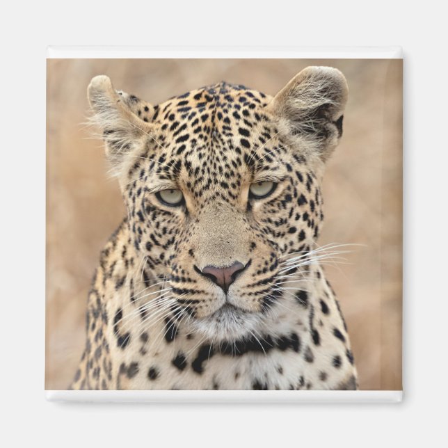 Íman Tlalamaba Princesa Djume fêmea do leopardo (Frente)