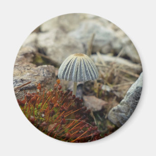 Íman Toadstool pequenina