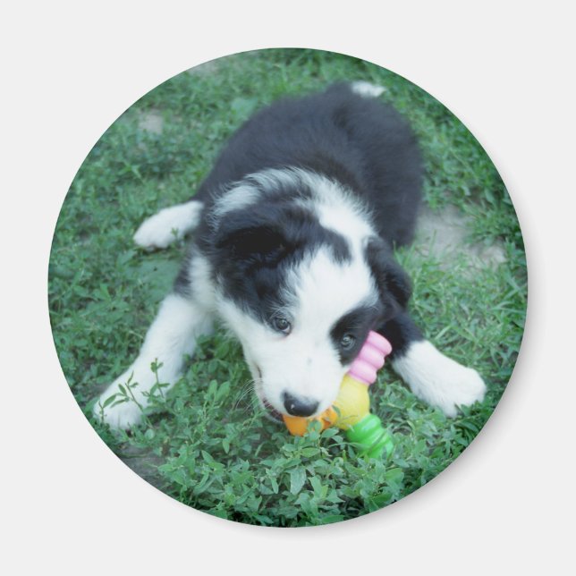 Íman Toby3 (Frente)