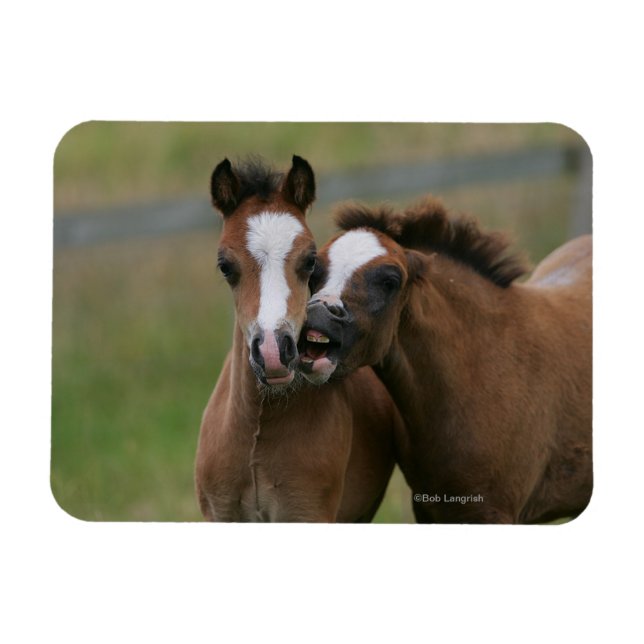 Íman Tocar Pés (Horizontal)