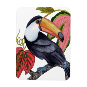 Íman Toco Toucan