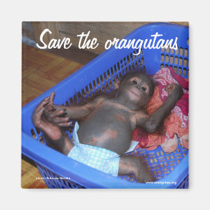 Íman Todos Os Bebês Precisam De Amor