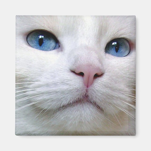 Íman Tom Magnet (Frente)