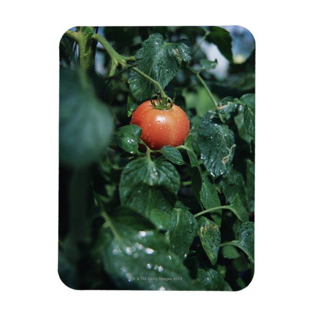 Íman Tomate (Vertical)