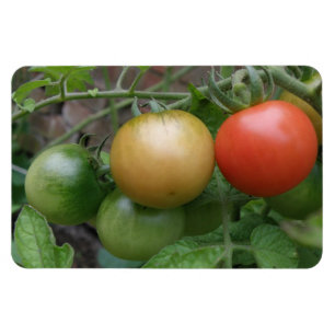 Íman Tomates Luzes de Tráfego Magnet Premium