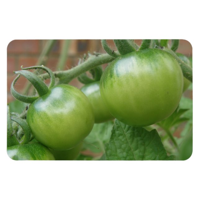 Íman Tomates Verdes - Magneta Premium (Horizontal)