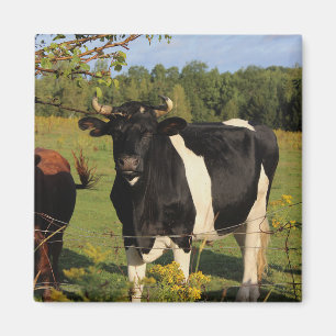 Íman Tome a Bull pelos chifres