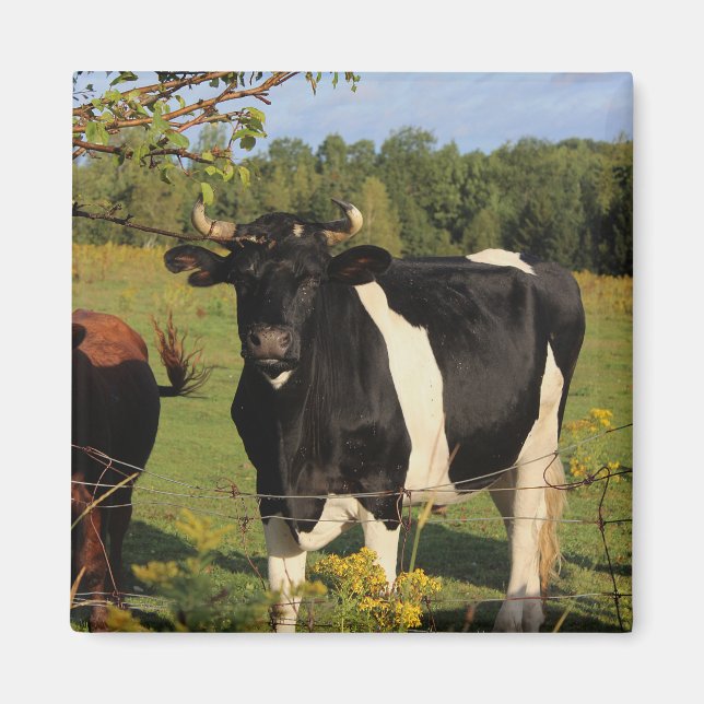Íman Tome a Bull pelos chifres (Frente)