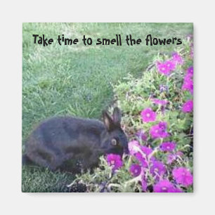 Íman Tome o tempo cheirar as flores