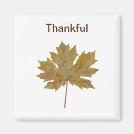 Íman Toneladas de folhas, castanhas e douradas