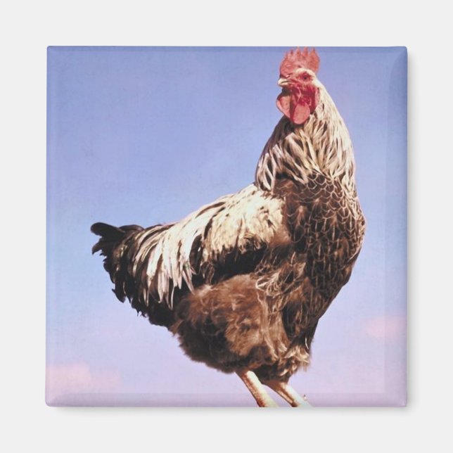 Íman Top Rooster (Frente)