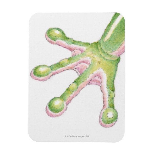 Íman Toques de Sapo de árvore (Vertical)