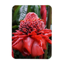 Torch Ginger