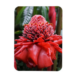 Íman Torch Ginger