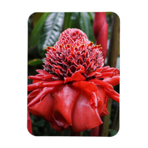 Íman Torch Ginger