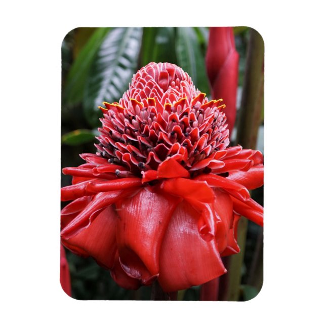 Íman Torch Ginger (Vertical)