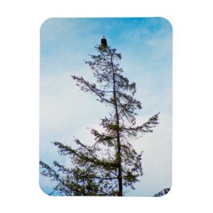 Íman Torre de monitoração