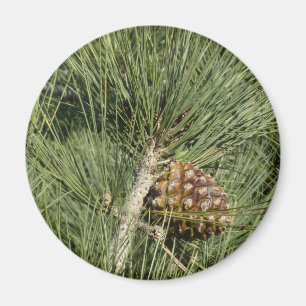 Íman Torrey Pine Closeup California Botanical