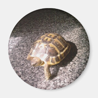 Íman Tortoise