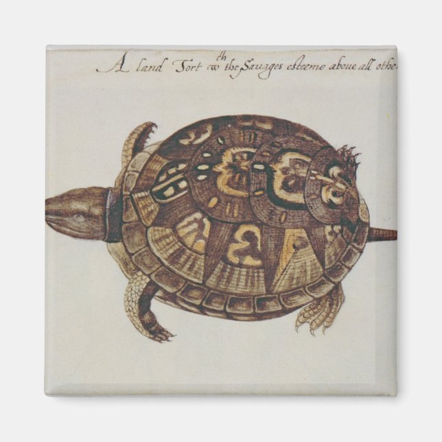 Íman Tortoise de Caixa Comum (Frente)