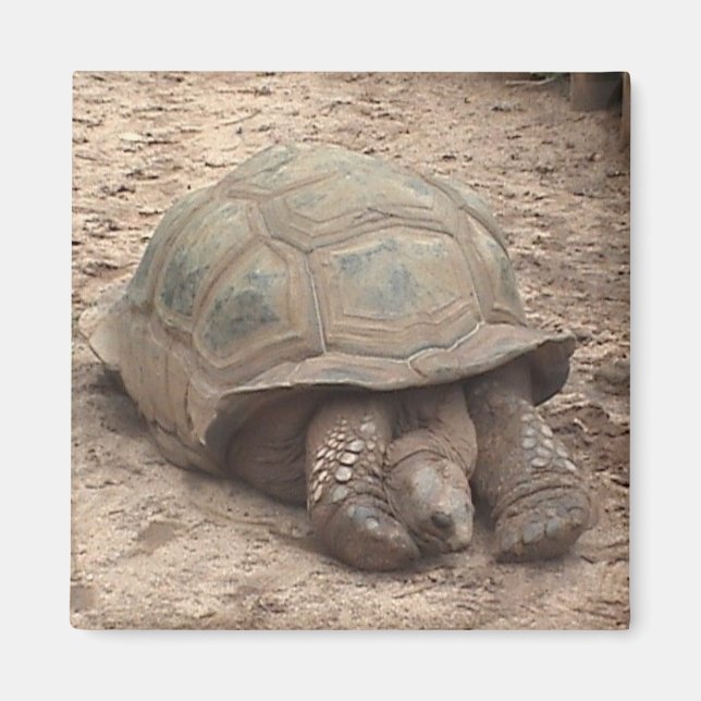 Íman Tortoise Magnet (Frente)
