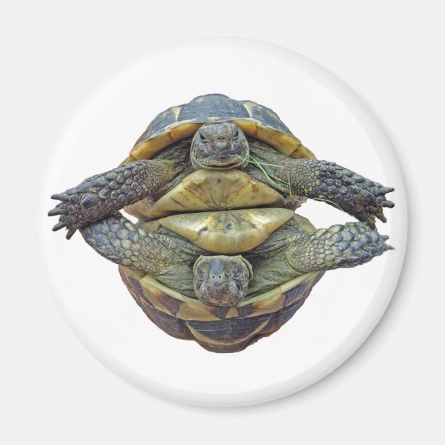 Íman Tortoise Round Magnet (Frente)
