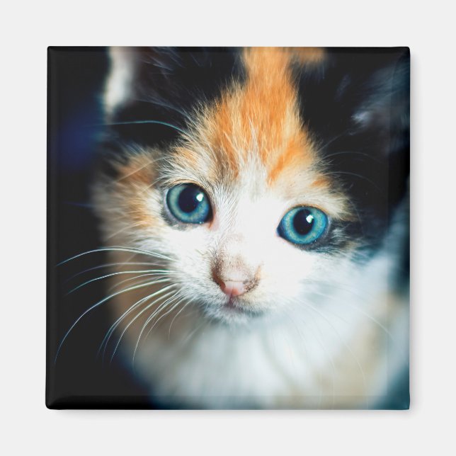 Íman TortoisesInferno (Frente)