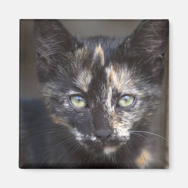Íman TortoisesInferno Kitten (Frente)