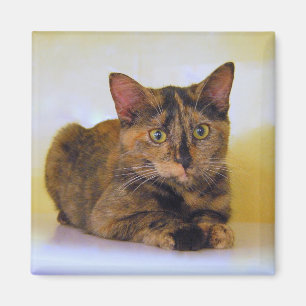 Íman TortoisesInferno Kitten Magnet