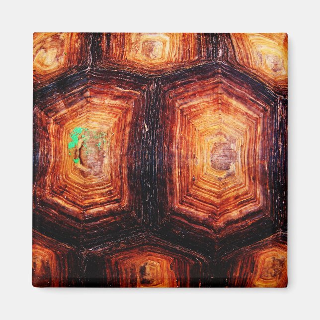 Íman Tortoisinferno (Frente)