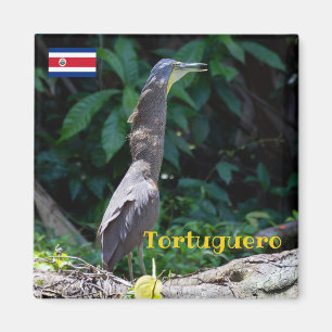 Íman Tortuguero - Herão de Tigre Nu-Throated