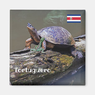 Íman Tortuguero - Lizard em fuga e Tartaruga