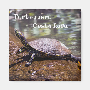 Íman Tortuguero - Turtle