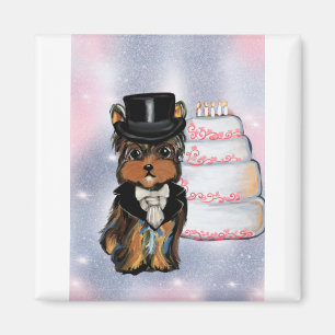 Íman Tosa Yorkie poo
