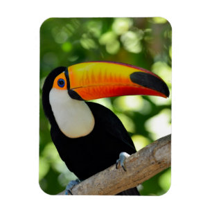 Íman Toucan