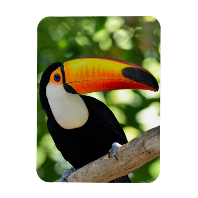 Íman Toucan (Vertical)