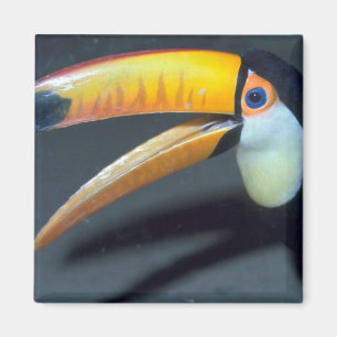 Íman Toucan