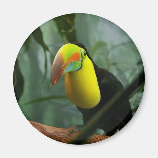 Íman Toucan (Frente)