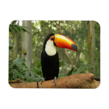 Toucan na ramificação da árvore