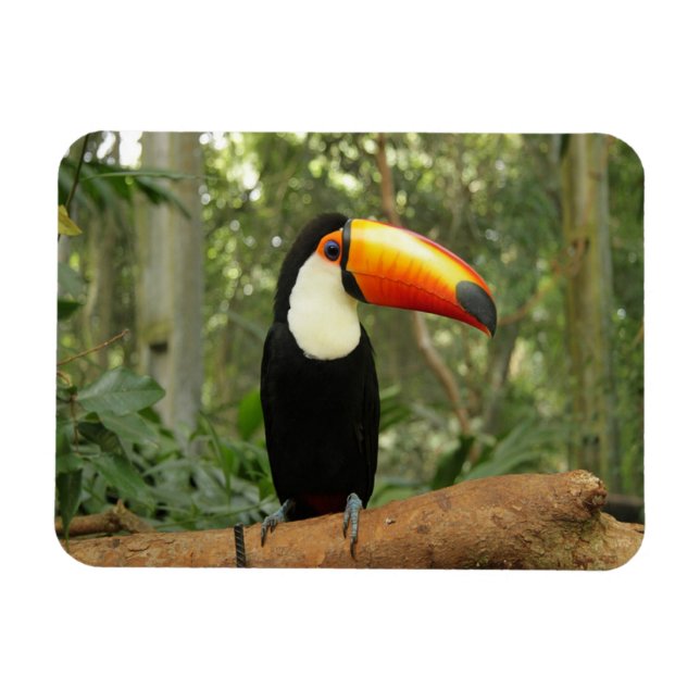 Íman Toucan na ramificação da árvore (Horizontal)