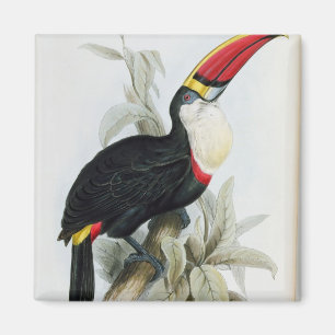 Íman Toucan Vermelho-Faturado, 'de uma monografia do