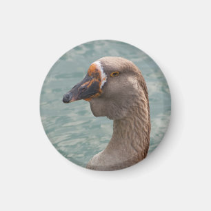 Íman Toulouse Goose