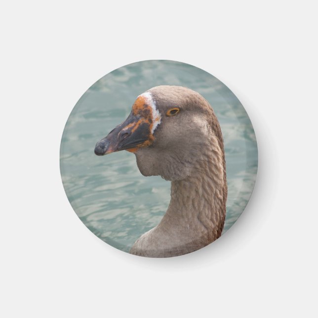 Íman Toulouse Goose (Frente)