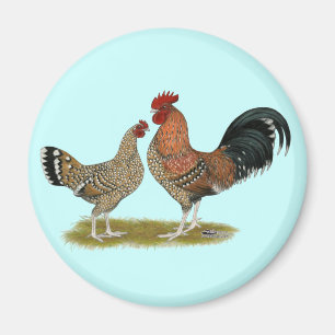 Íman Tournaisis Bantams